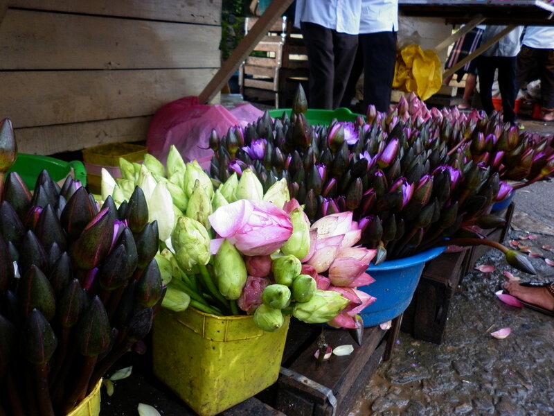 Lotus Flower Buds