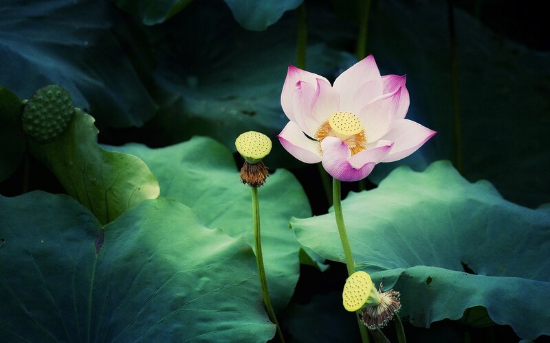 Lotus flower in a pond