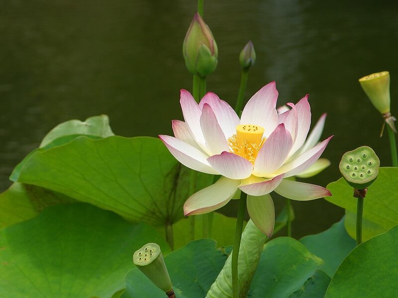 Lotus flower in a pond