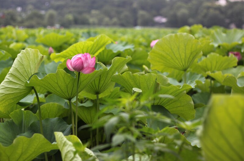 Lotus flower in a pond