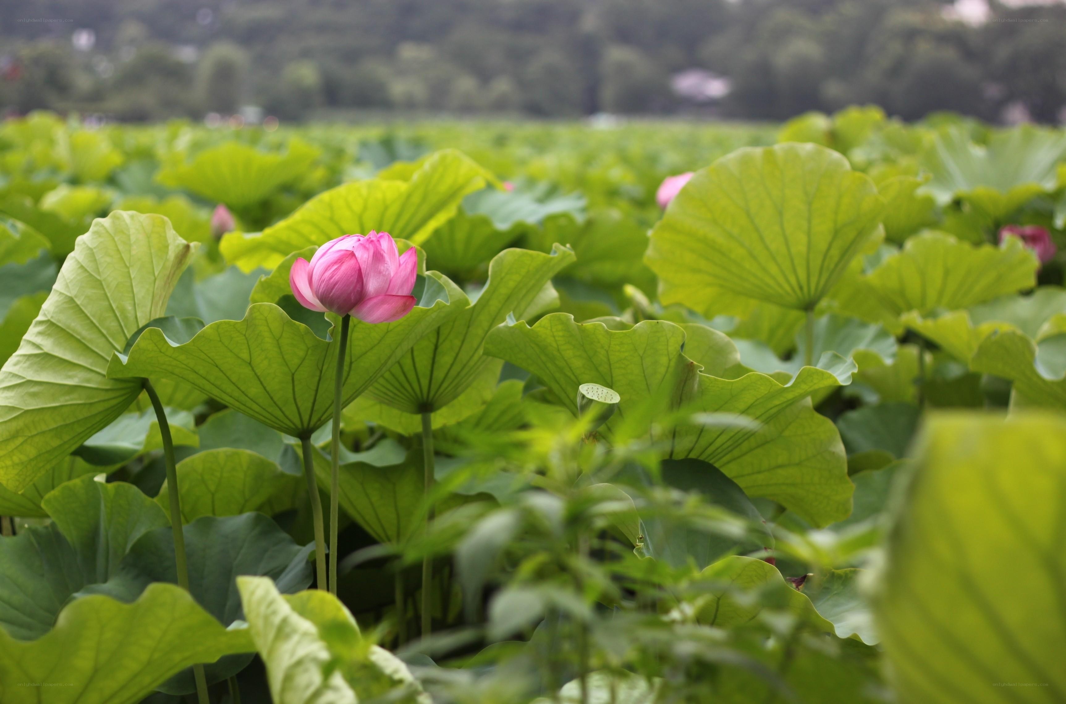 Lotus flower in a pond