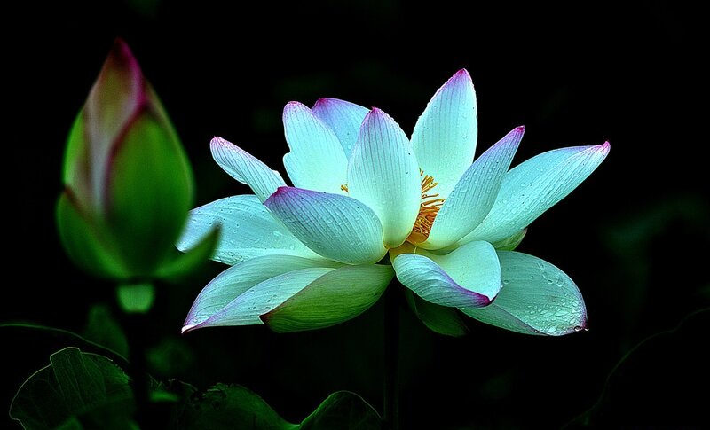 Lotus Flower in Bloom — White