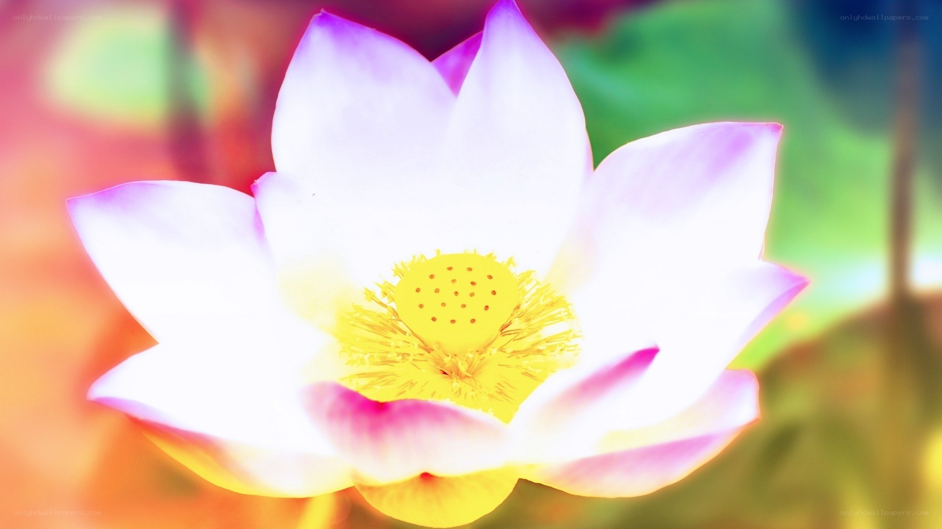 Lotus flower in bloom