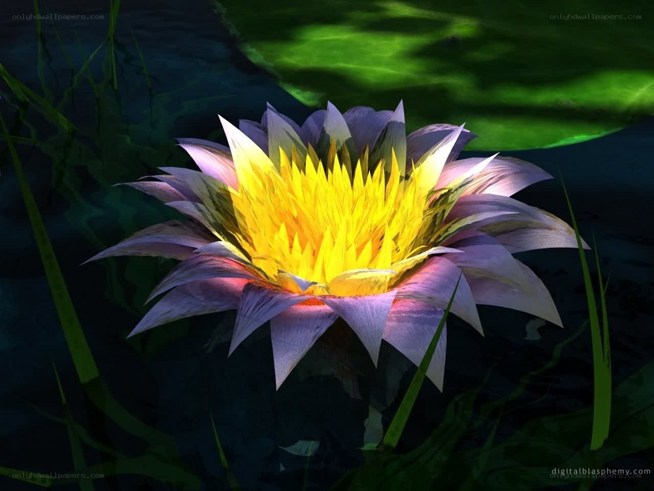 Lotus flower in pond