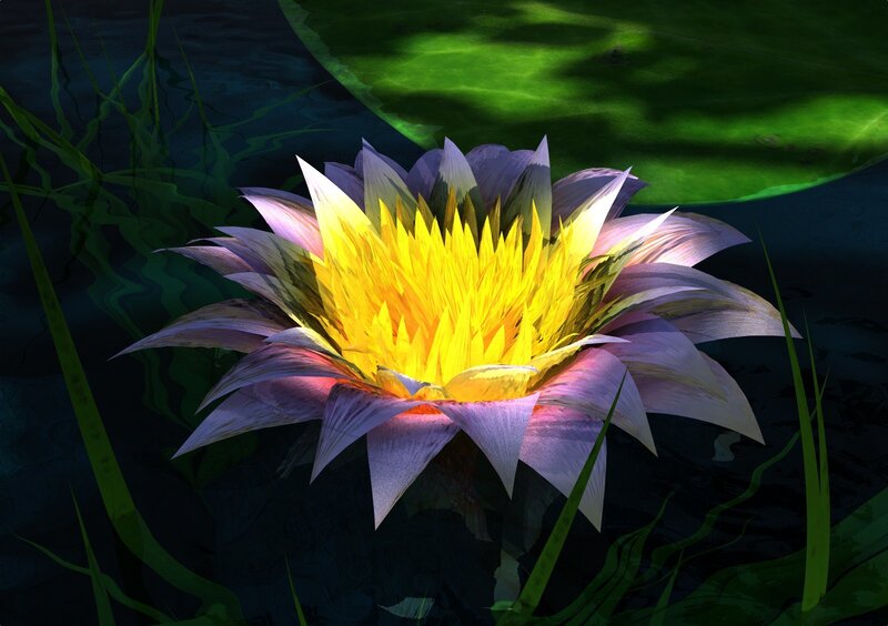 Lotus flower in pond