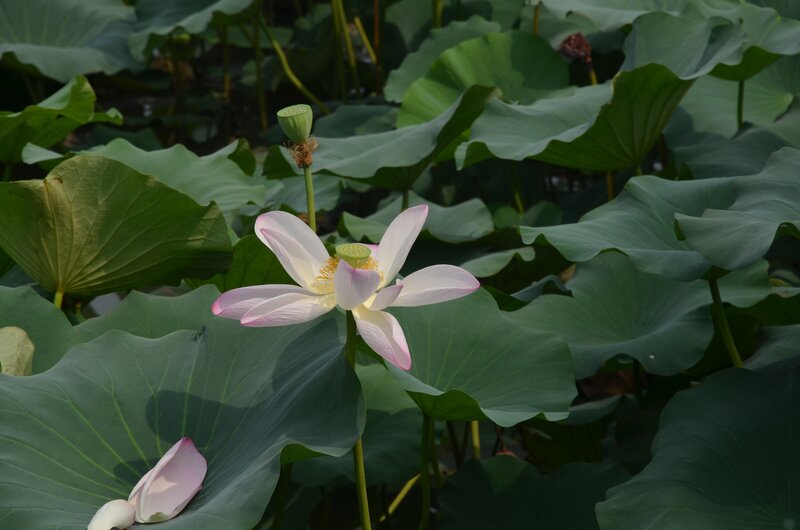 Lotus Flower in Pond — Green, Serene