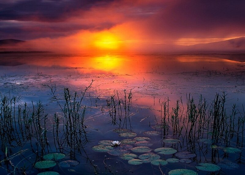 Lotus Flower in Pond — Orange
