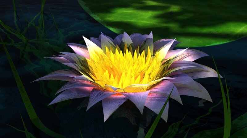 Lotus Flower in Pond — Yellow