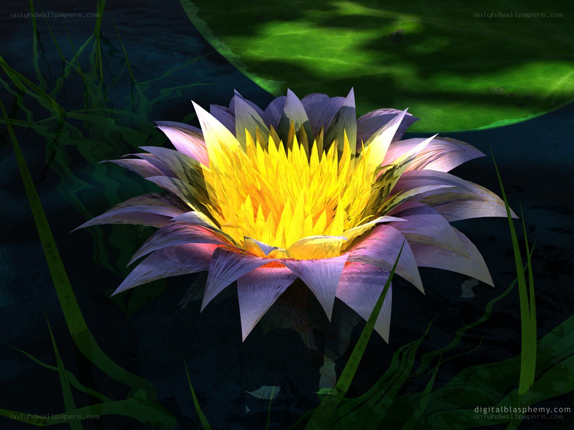 Lotus flower in pond