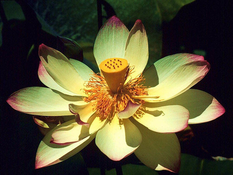 Lotus flower in sunlight