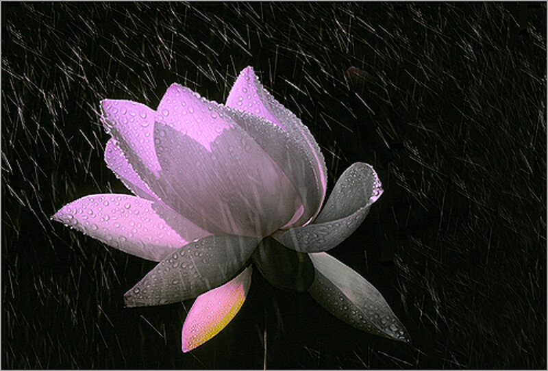 Lotus flower in the rain