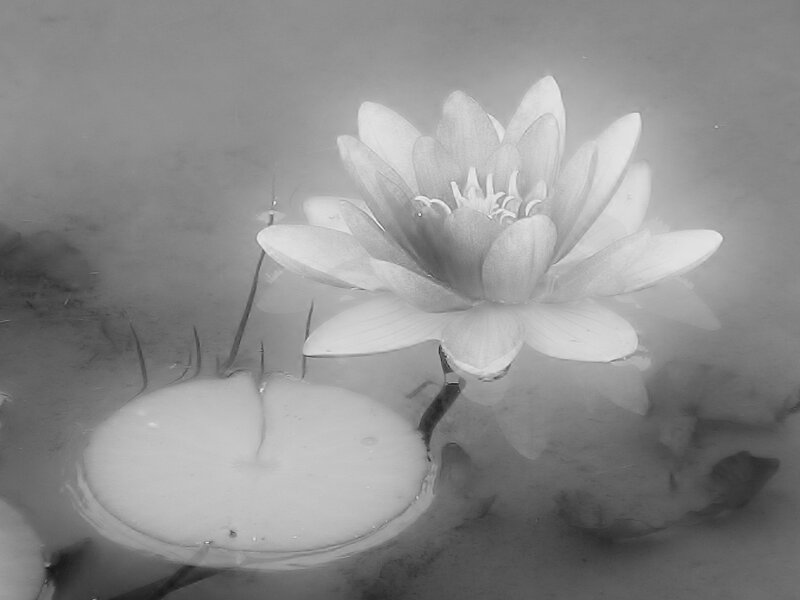 Lotus Flower in Water — Black