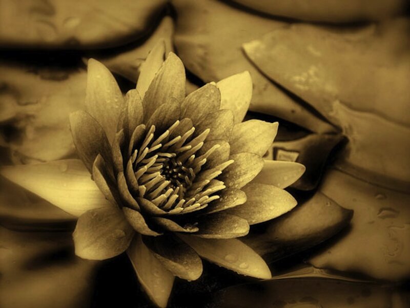 Lotus Flower in Water — Sepia