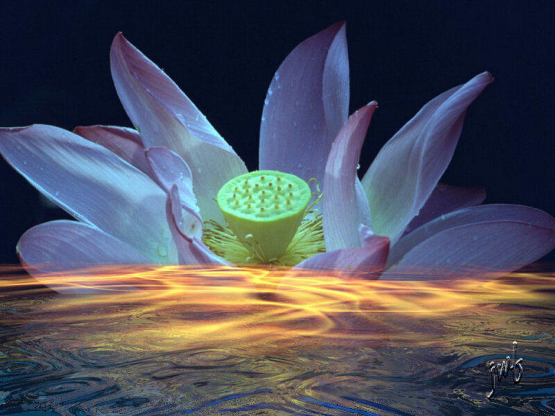 Lotus Flower in Water