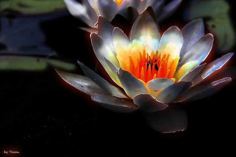 Lotus Flower in Water — Yellow
