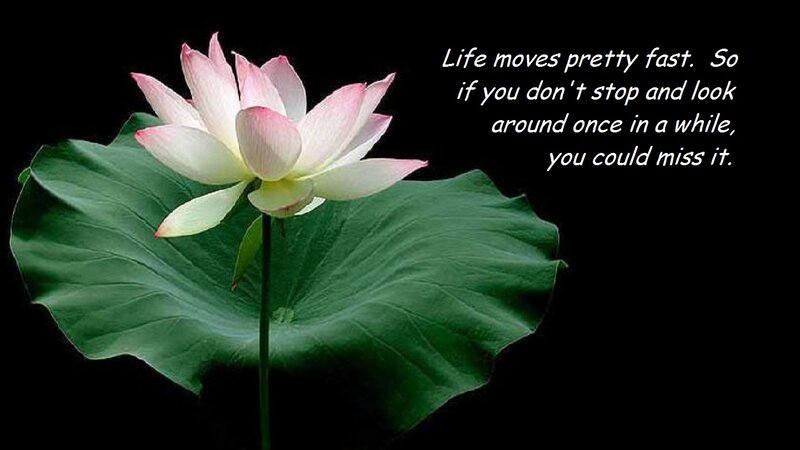 Lotus Flower on Leaf