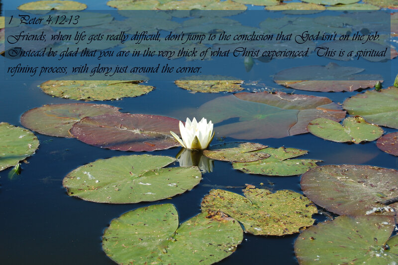 Lotus flower on pond