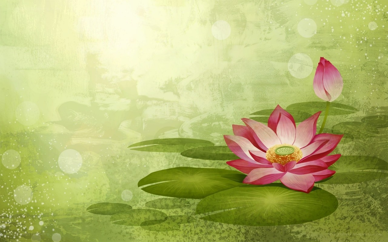 Lotus flower on pond
