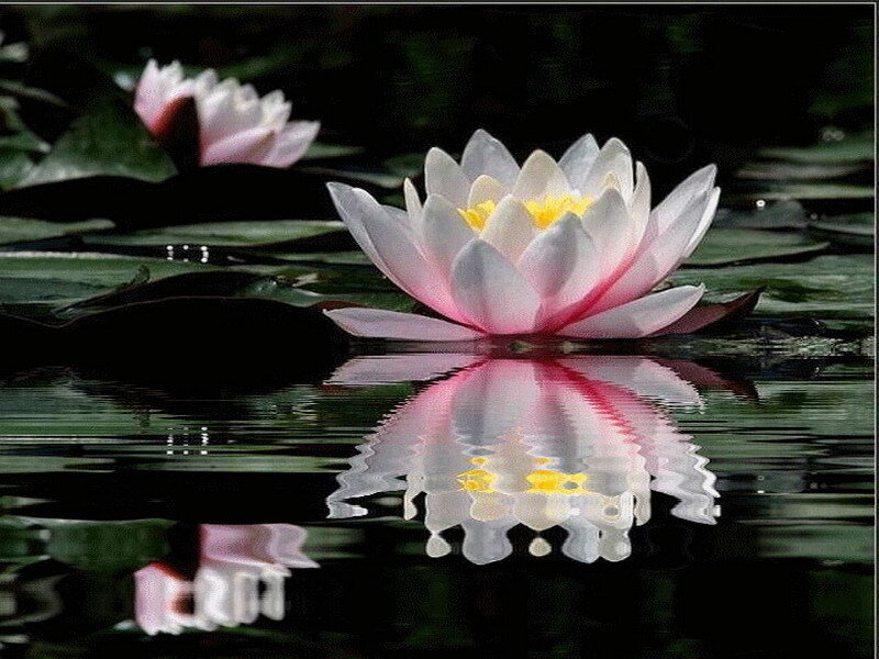 Lotus flower on water