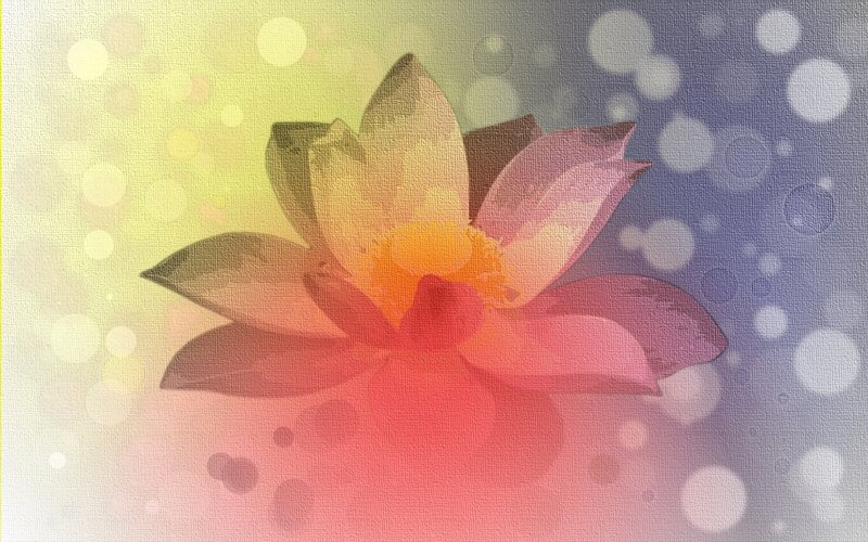 Lotus Flower — Pink