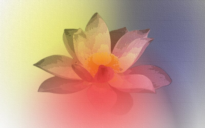 Lotus Flower