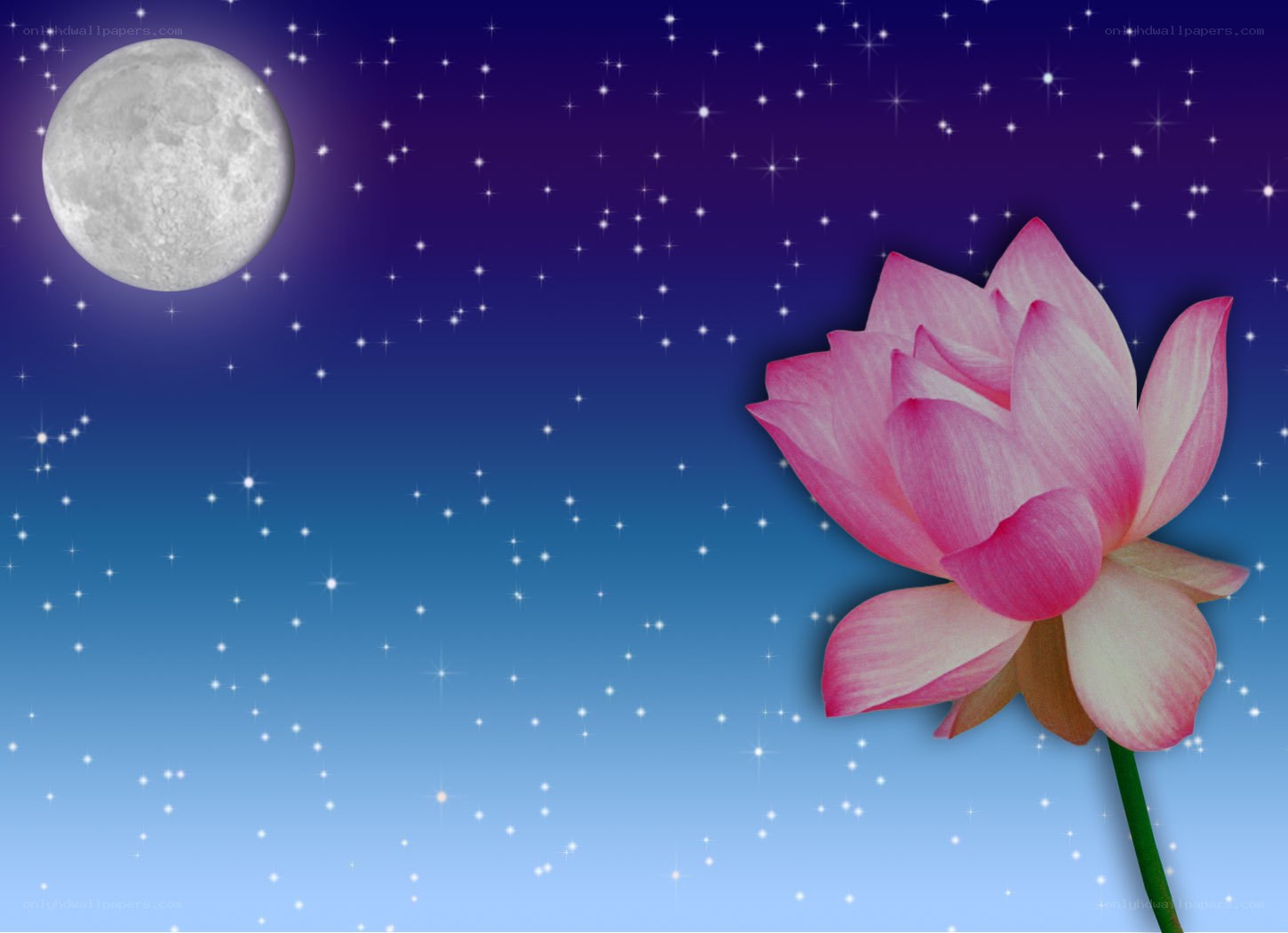 Lotus flower under moonlight