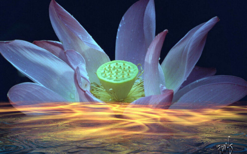 Lotus flower with golden water
