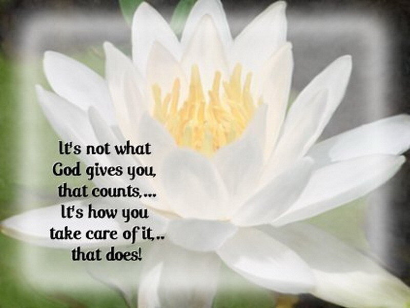 Lotus flower with quote