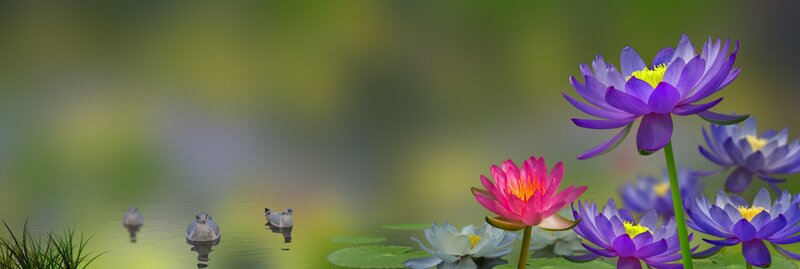 Lotus Flowers and Ducks