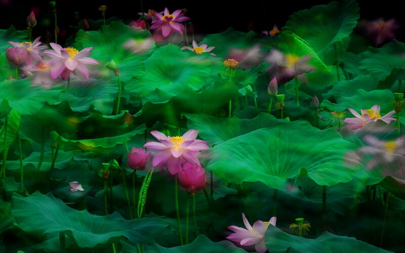 Lotus Flowers and Leaves — Green, Serene