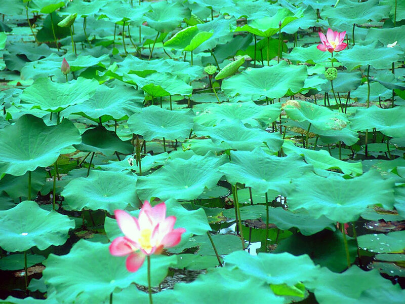 Lotus Flowers and Leaves