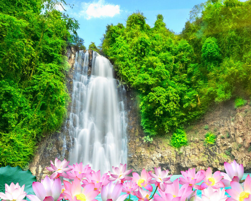 Lotus Flowers and Waterfall
