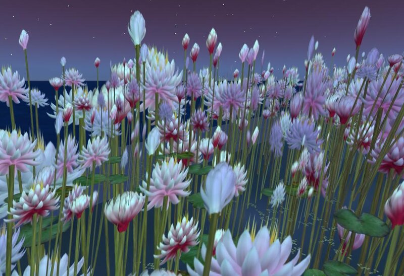 Lotus flowers at night