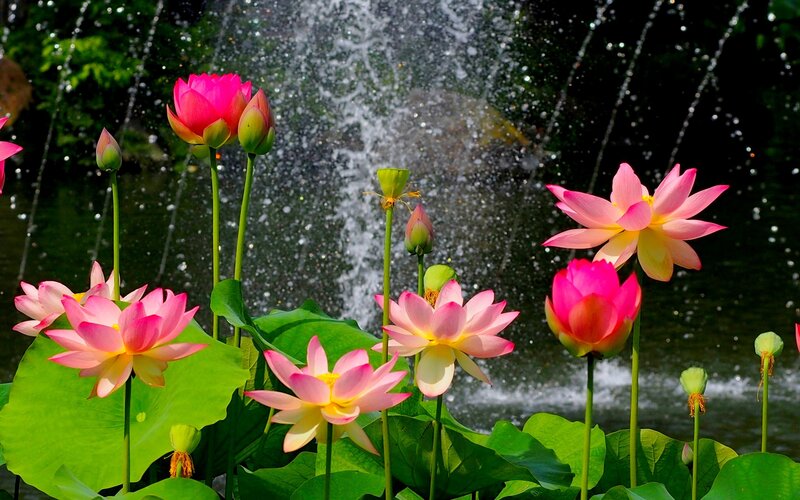 Lotus flowers by a fountain