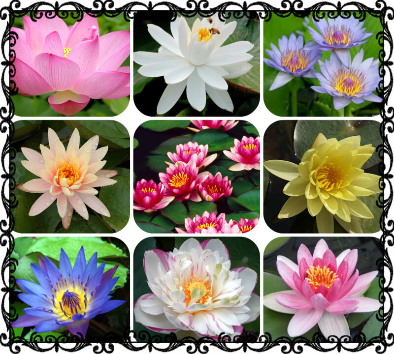 Lotus Flowers Collage