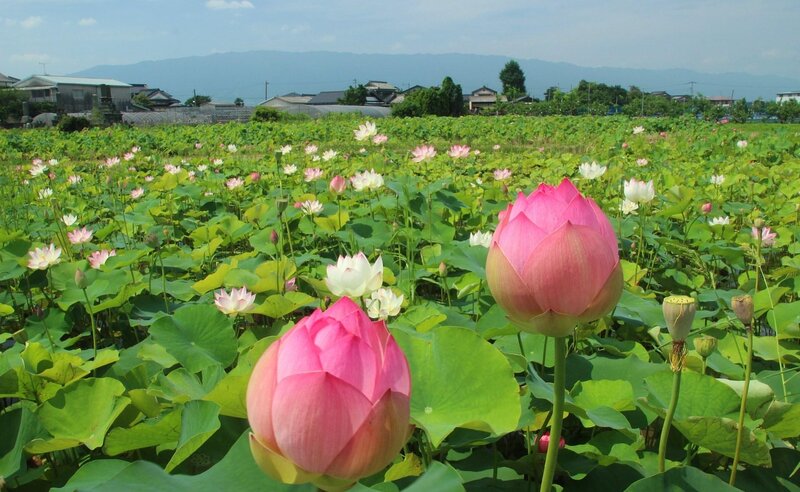 Lotus Flowers in a Field — Pink