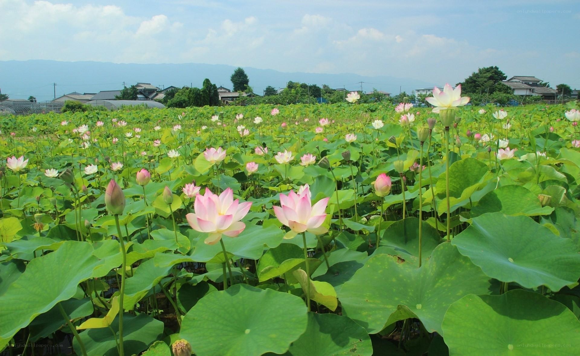 Lotus flowers in a field
