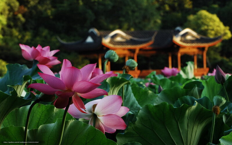 Lotus flowers in a garden