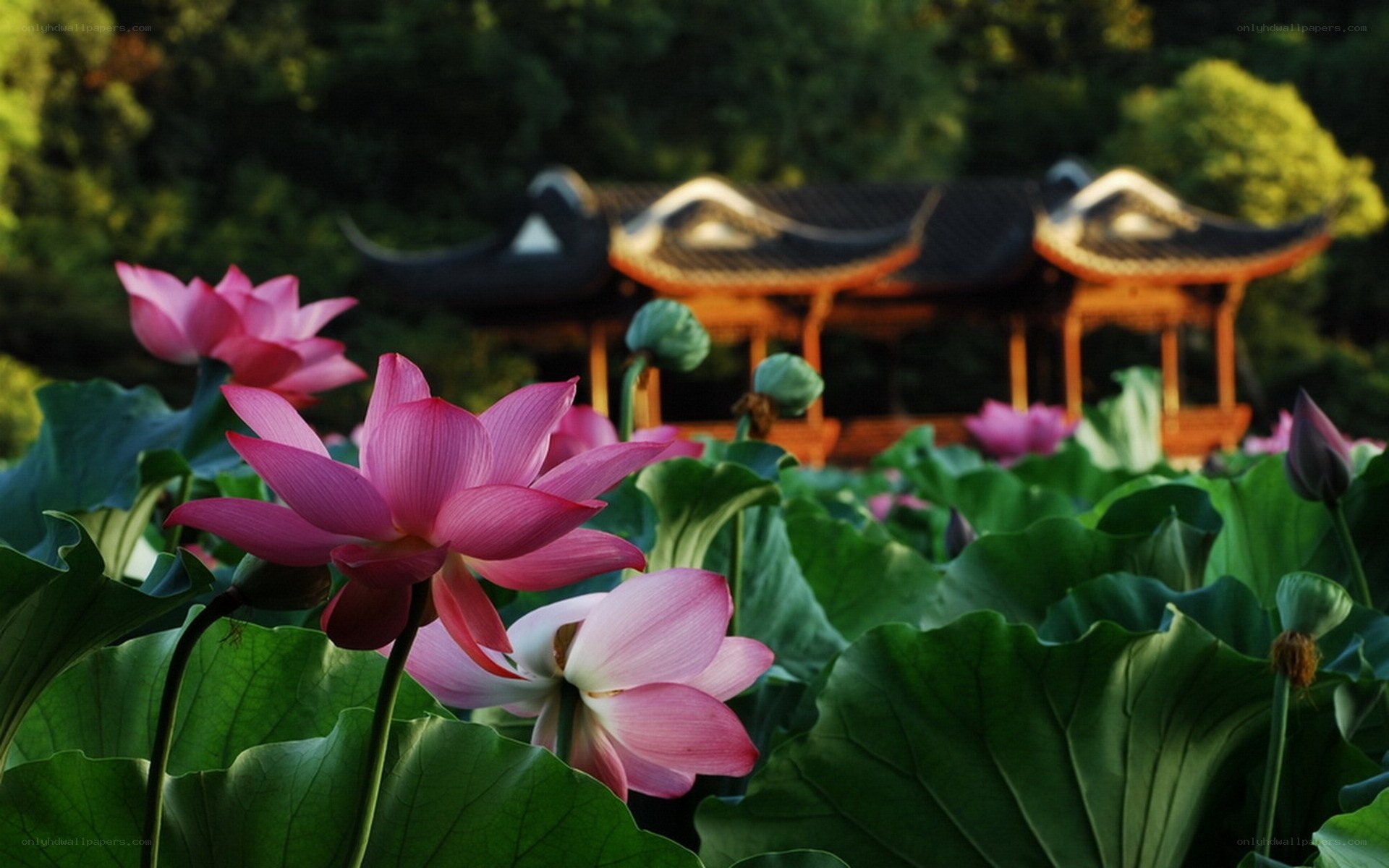 Lotus flowers in a garden