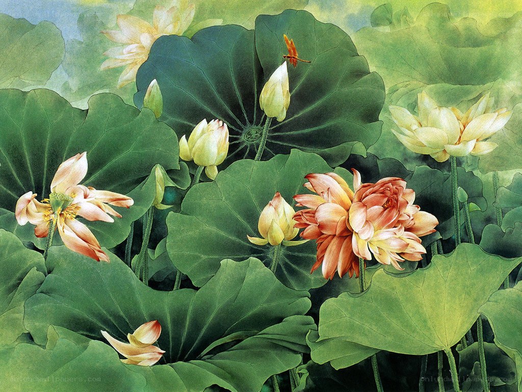 Lotus flowers in a pond