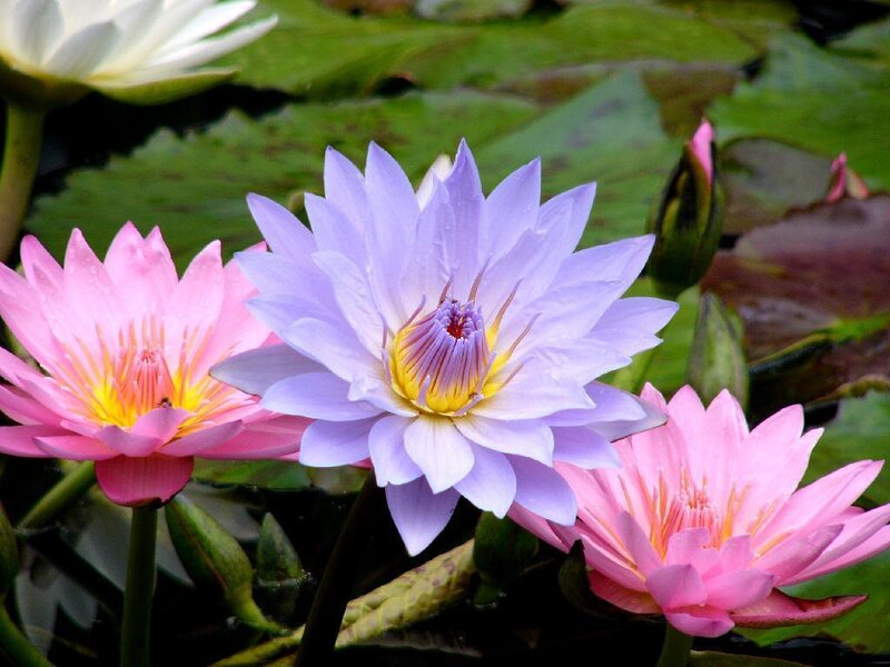 Lotus flowers in a pond