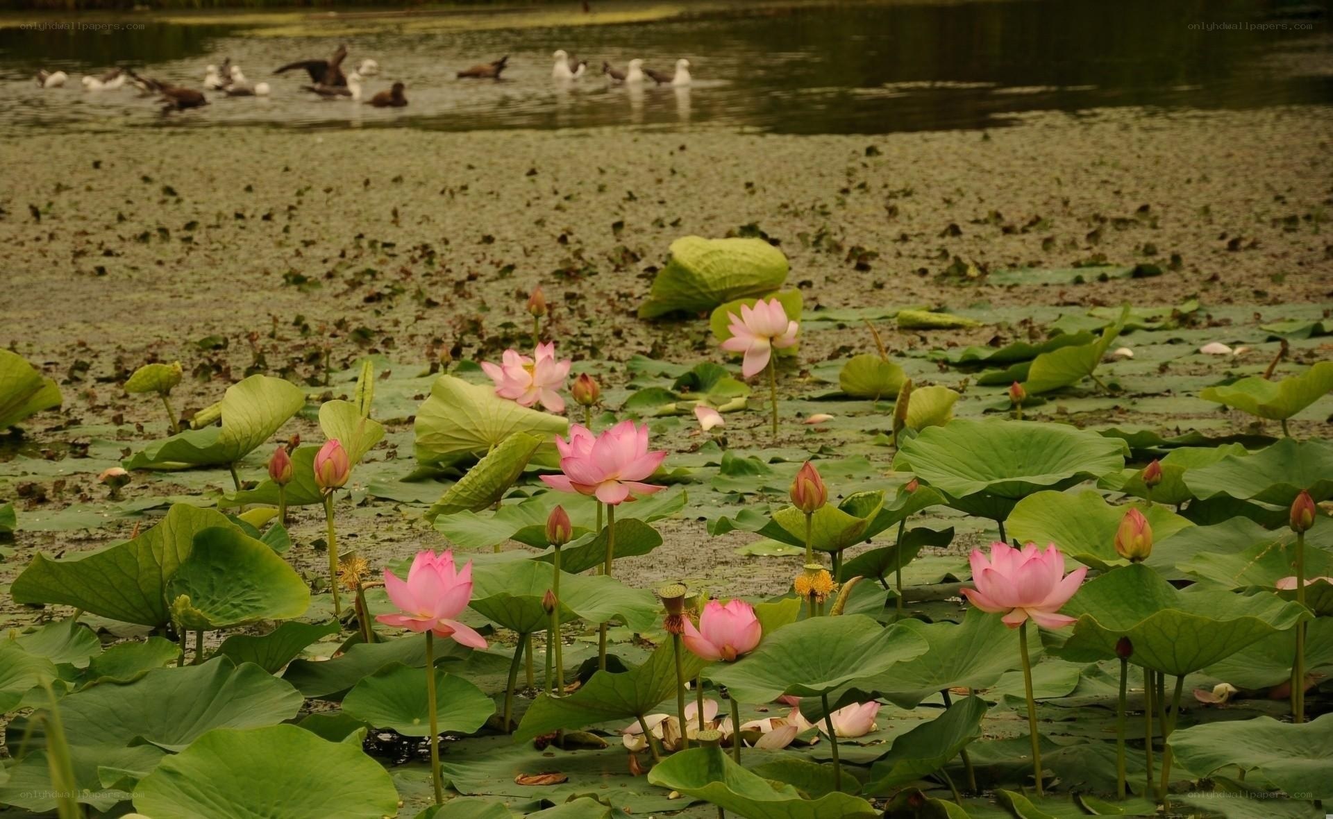 Lotus flowers in a pond