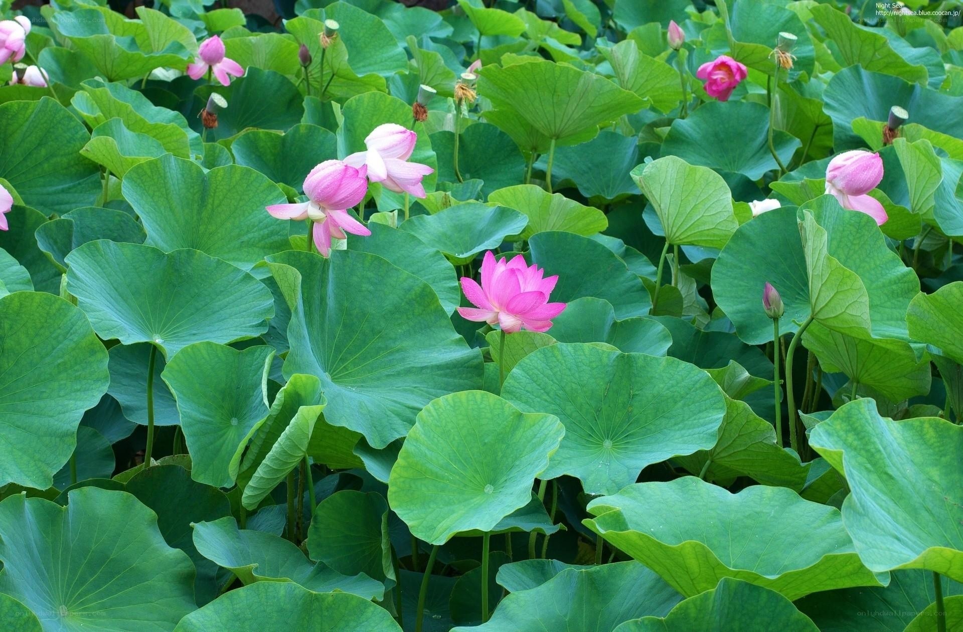 Lotus flowers in a pond