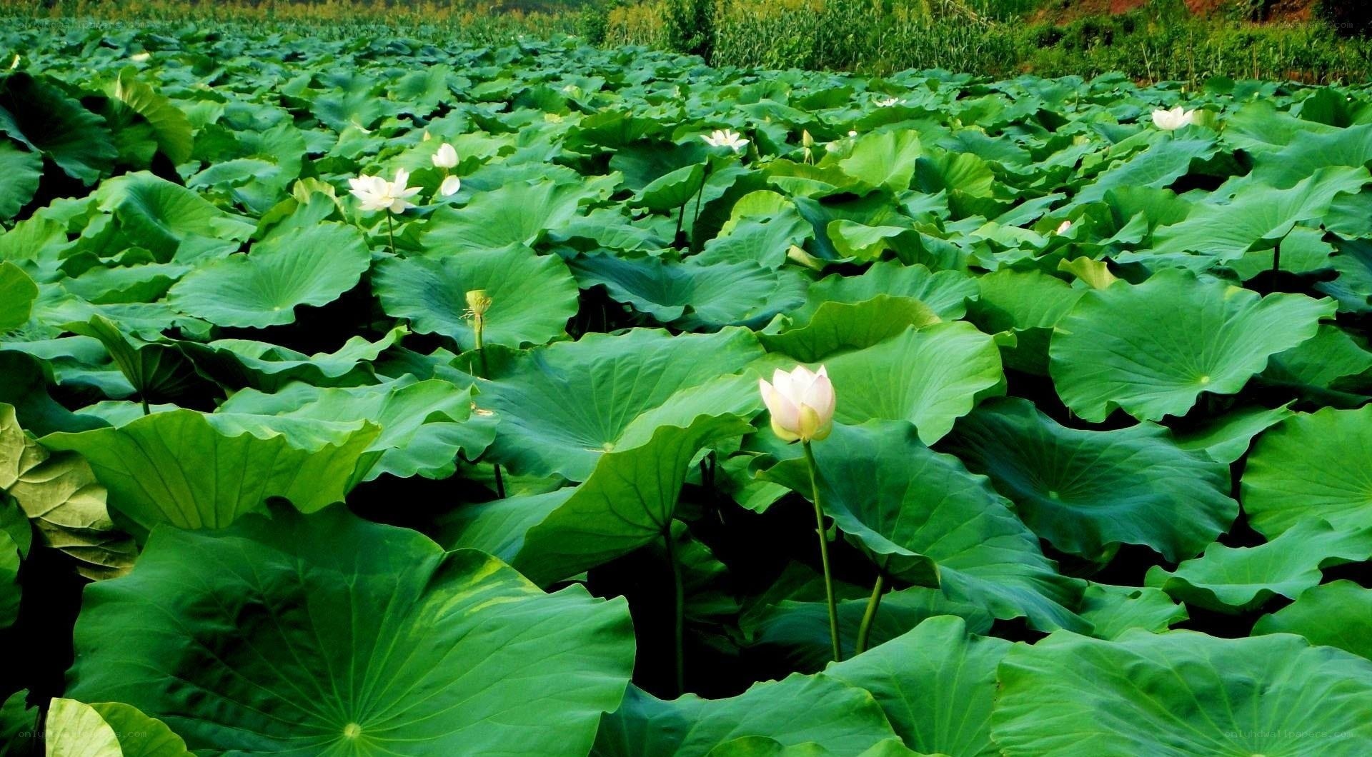Lotus flowers in a pond