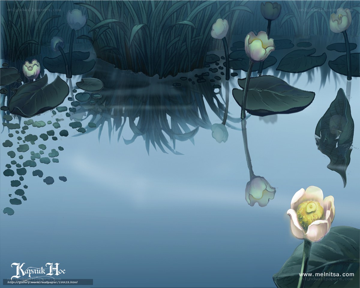 Lotus flowers in a pond