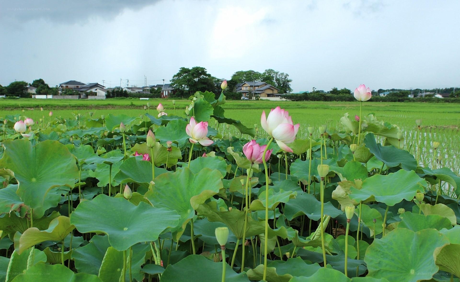 Lotus flowers in a rice paddy