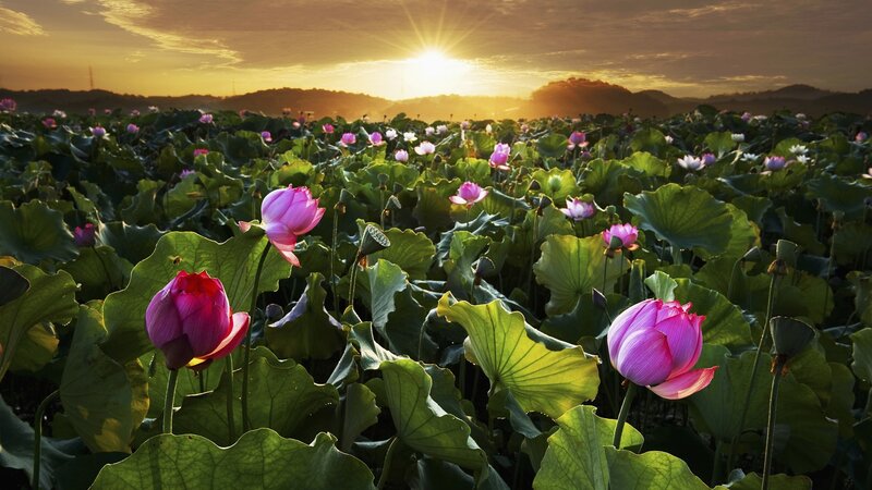 Lotus Flowers in Field — Green, Serene