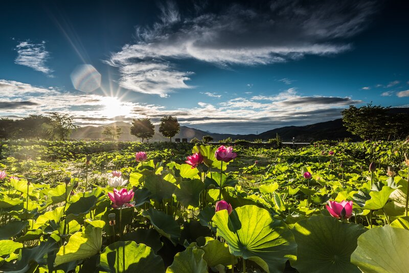 Lotus Flowers in Field — Green