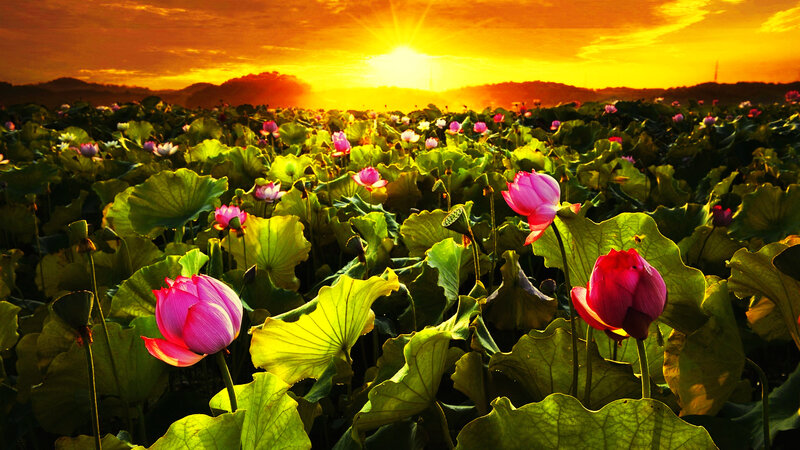 Lotus Flowers in Field — Pink, Serene