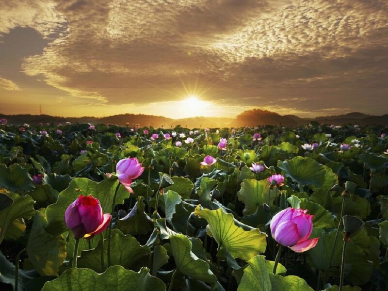 Lotus Flowers in Field — Pink